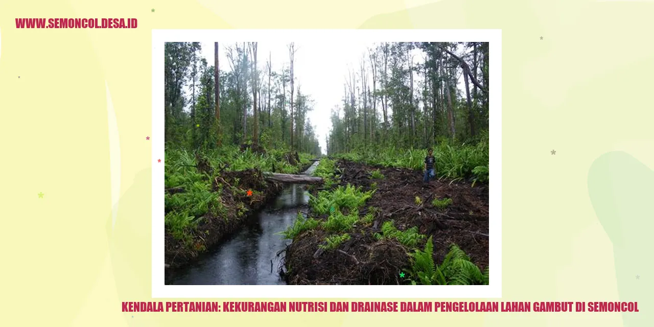 Kendala Pertanian: Kekurangan Nutrisi dan Drainase dalam Pengelolaan Lahan Gambut di Semoncol